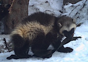 A large weasel-like animal with fluffy black and white fur, a broad head, and round ears chews on a piece of bark.